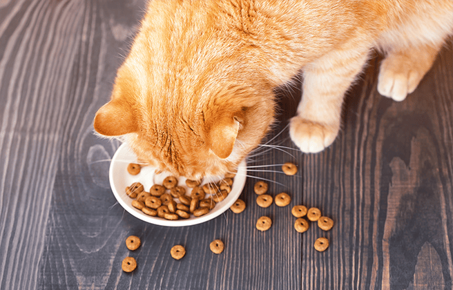 Healthiest dry hotsell kitten food