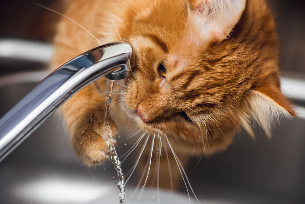 How much water should my cat drink?