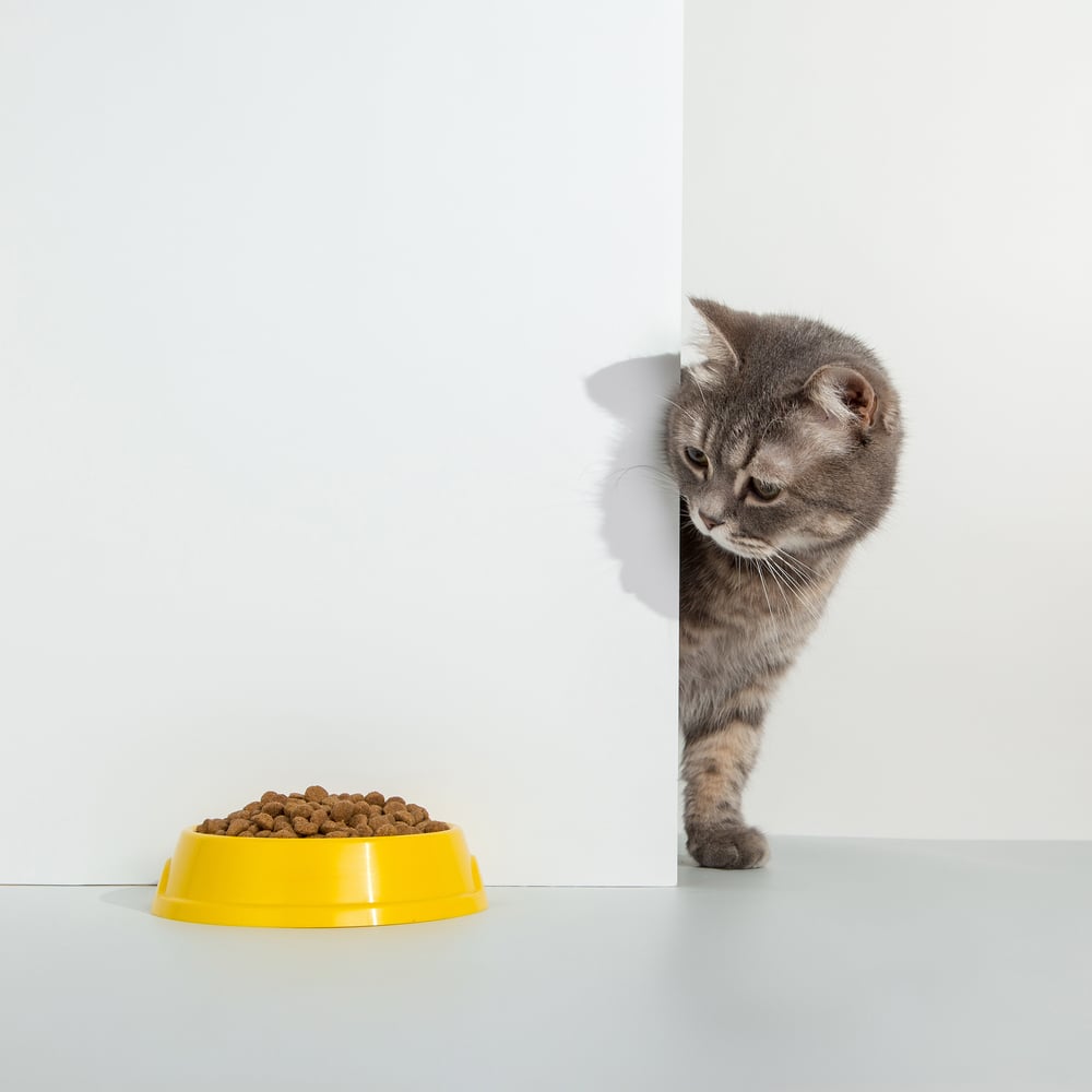 How long can cats go without food (and how to encourage them to eat)?