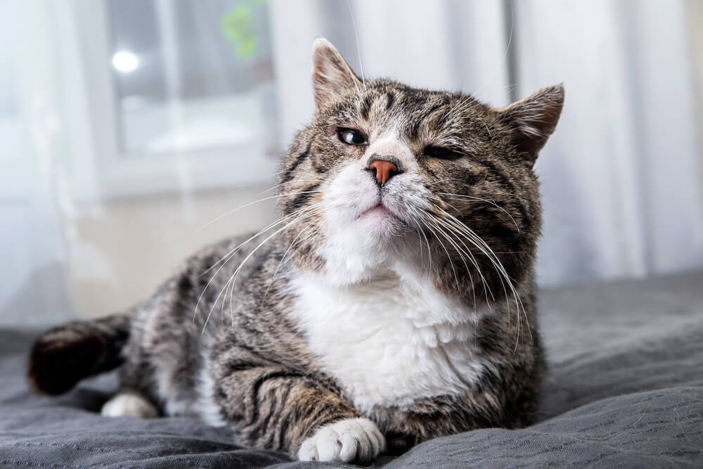 Understanding the needs of a senior cat