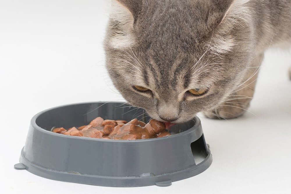 How long can cats go in between meals?