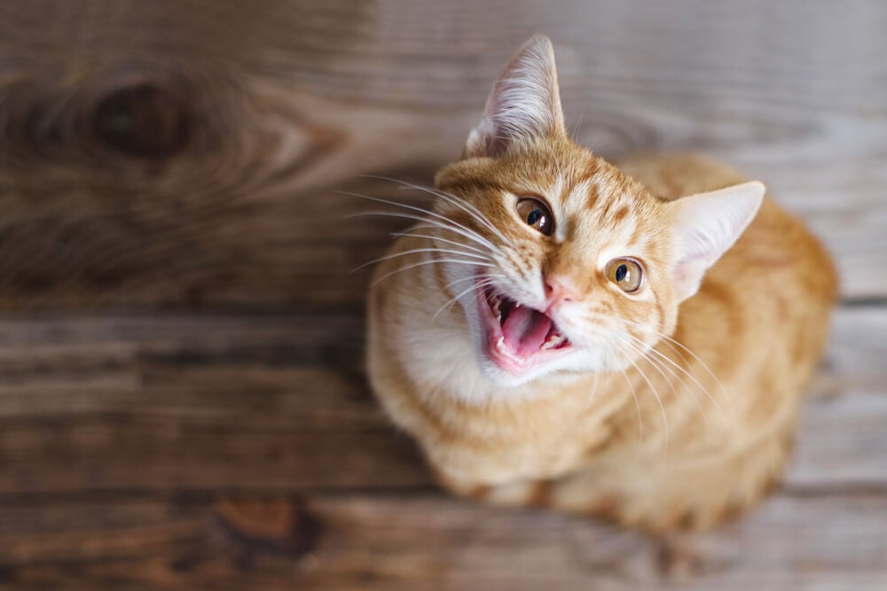 What do different cat sounds mean?