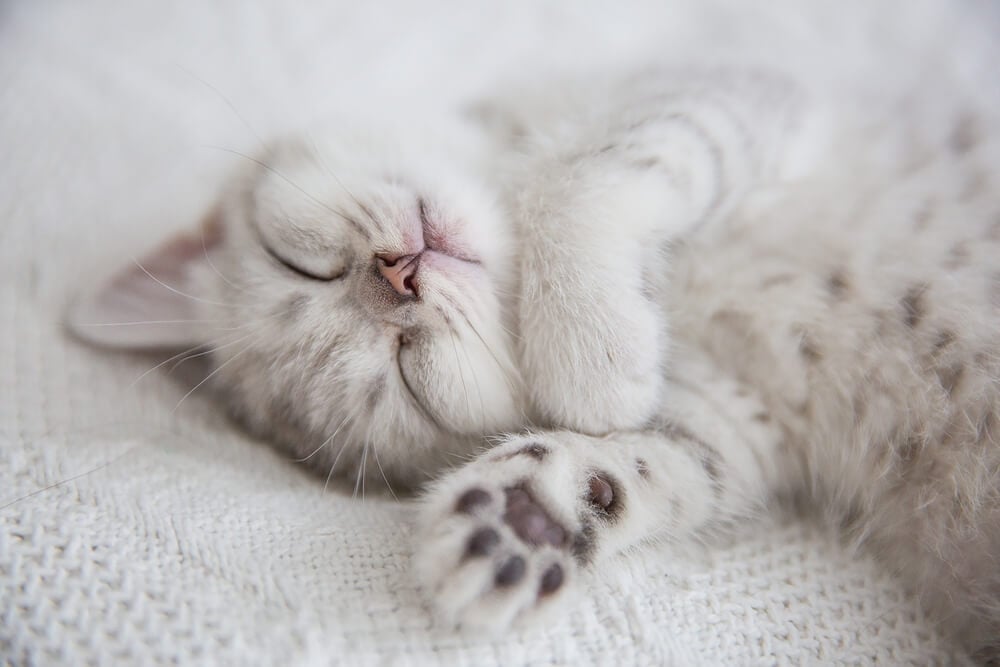 Cat sleeping positions and what they mean