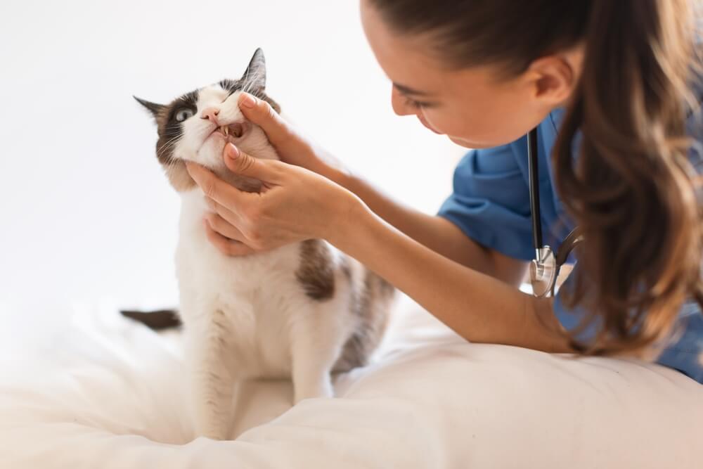 Everything you need to know about cat abscesses