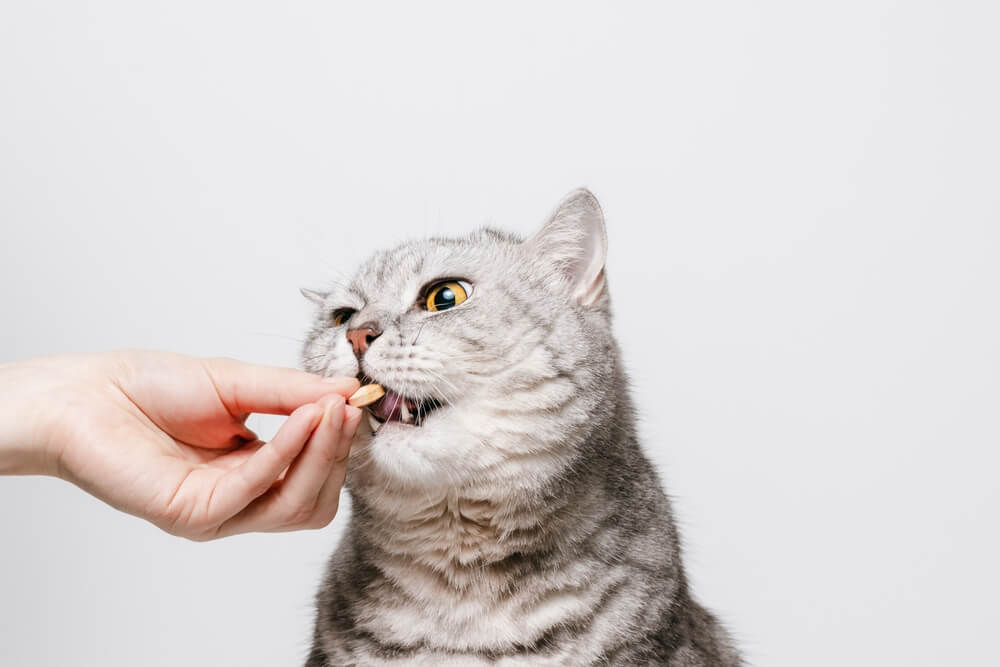 Does my cat need food supplements?