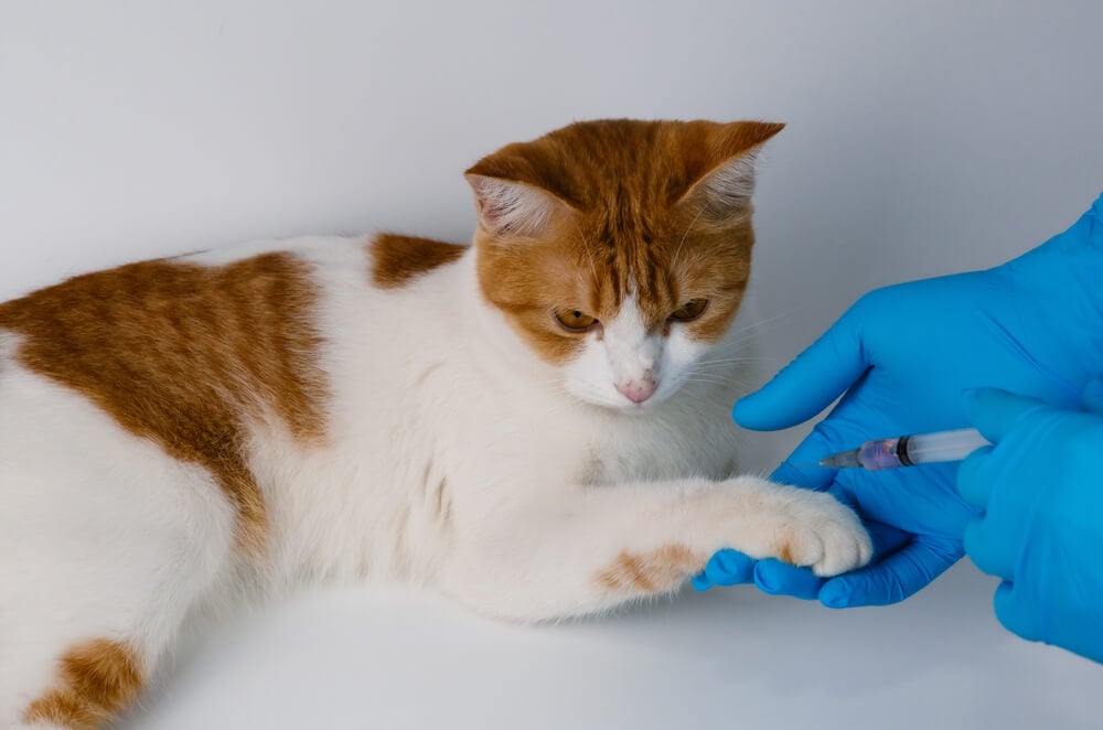 What are the first signs of feline leukemia?