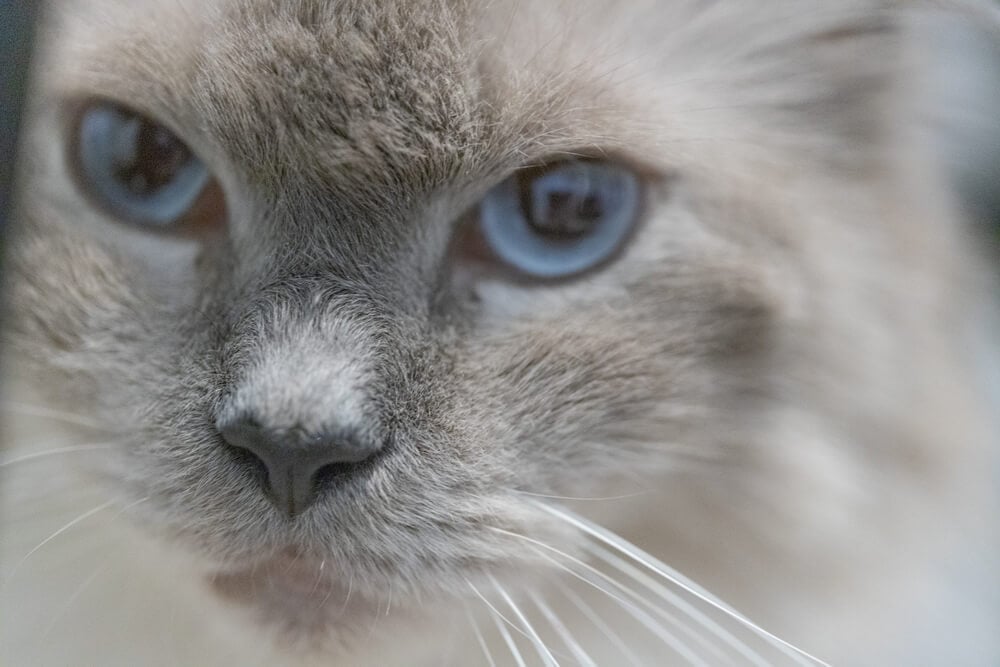 Cat dementia: What you need to know