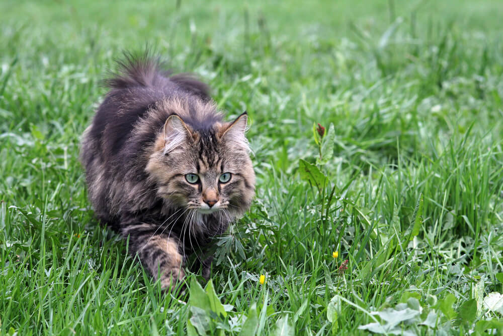 Why do cats pounce and stalk?