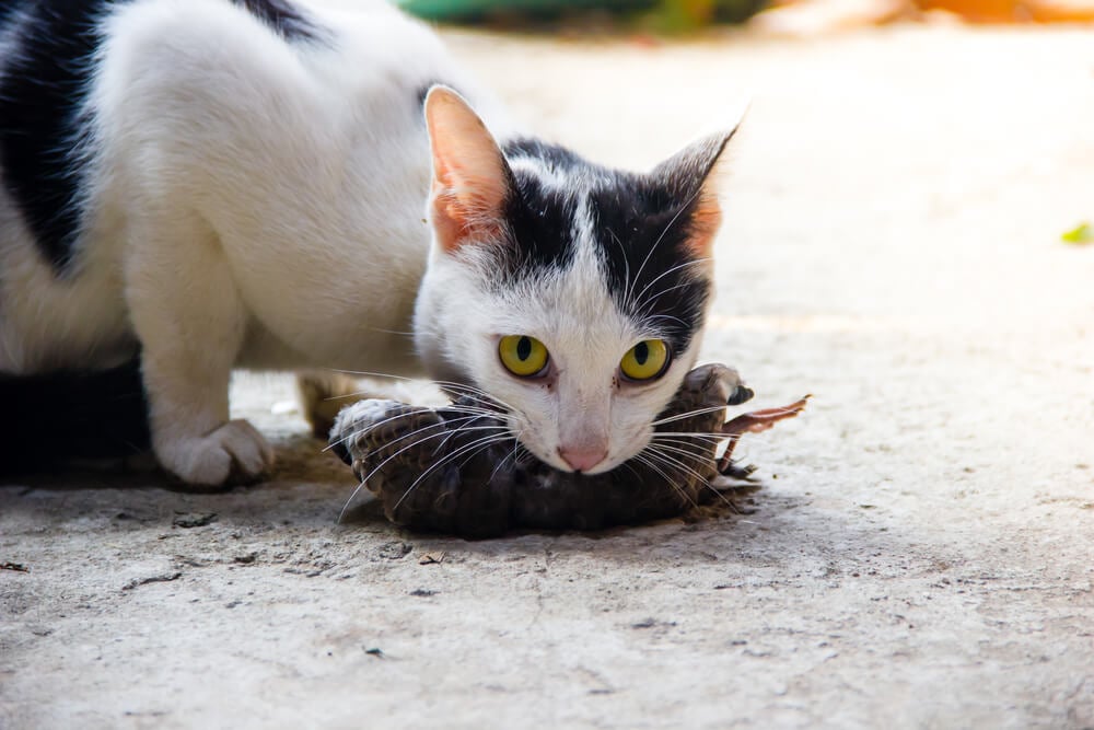 Why does my cat bring me gifts (like dead animals)?