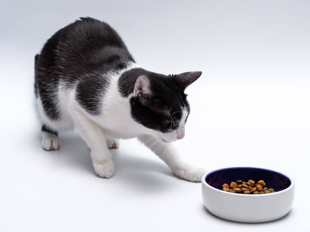 Will cats eventually eat food they don’t like?