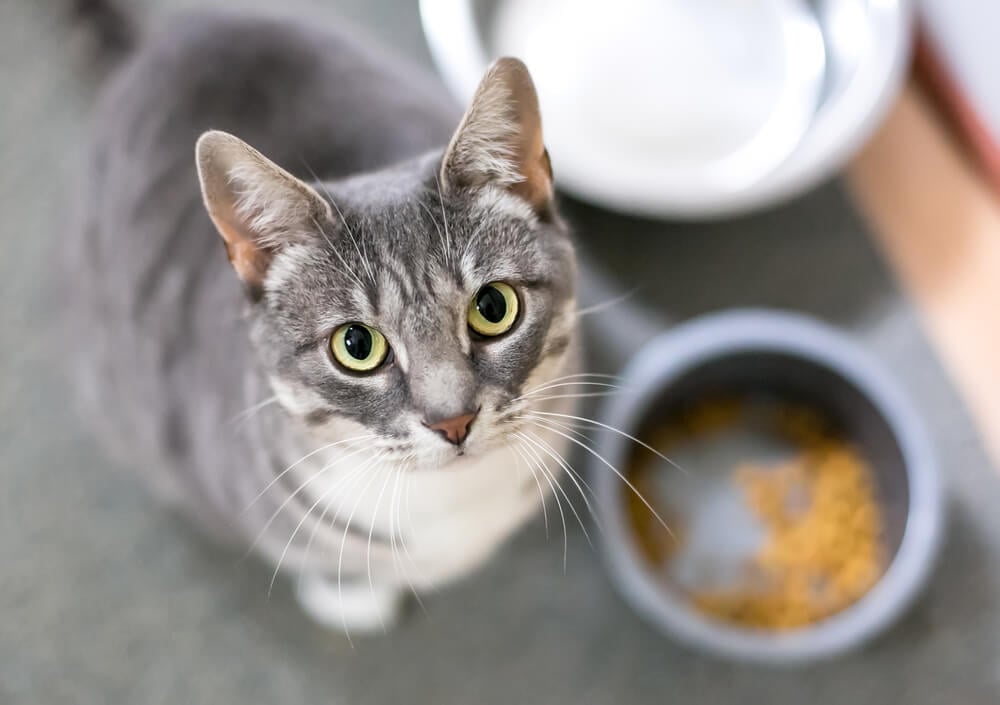 Insect-based cat food: The pros and cons